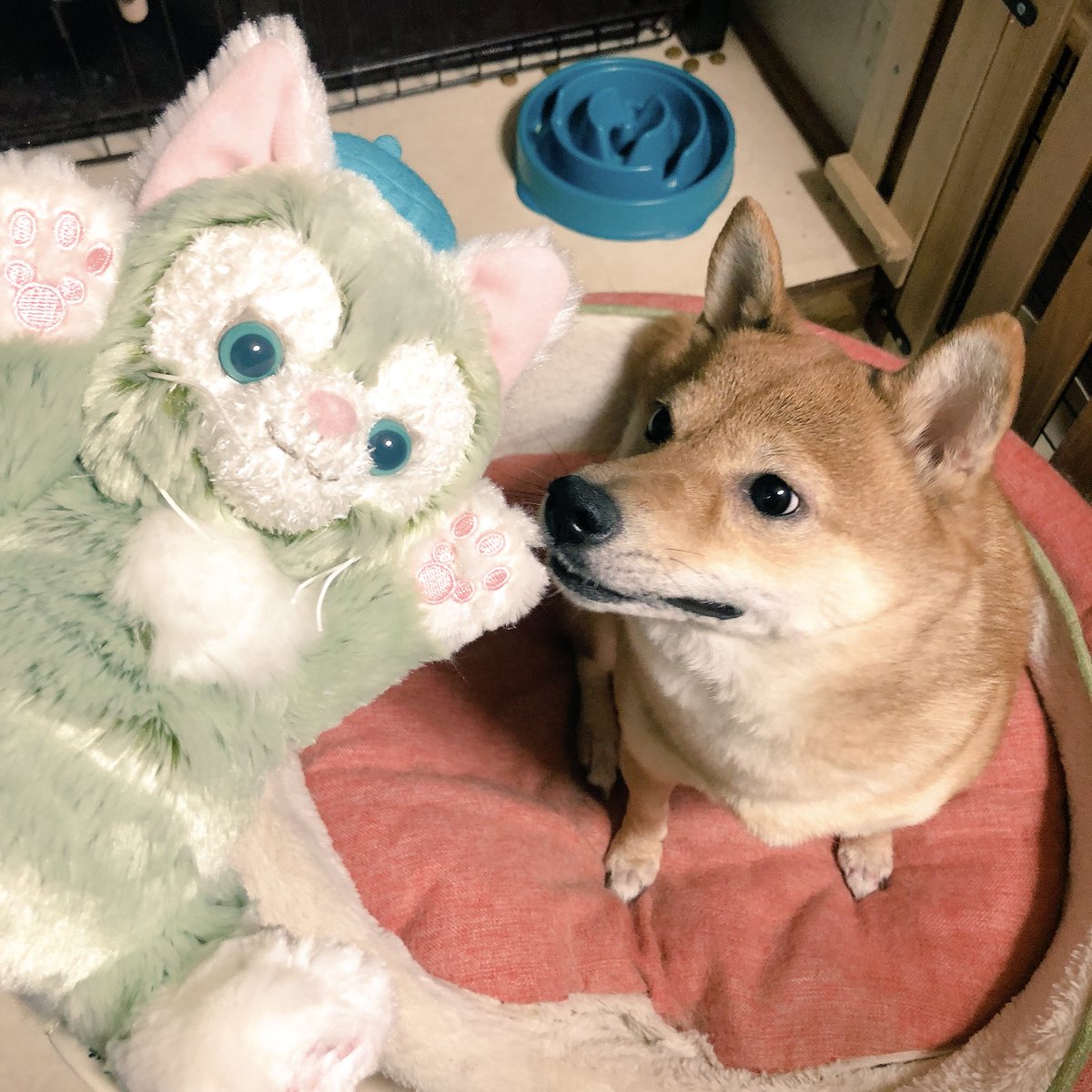 rabbism's tweet photo. で、いつまでTwitterやってるんですかね?
#BD1122 #載せ忘れ
\🐕わんわん🐾にゃーにゃー🐈/ https://t.co/iWOlci2Brh