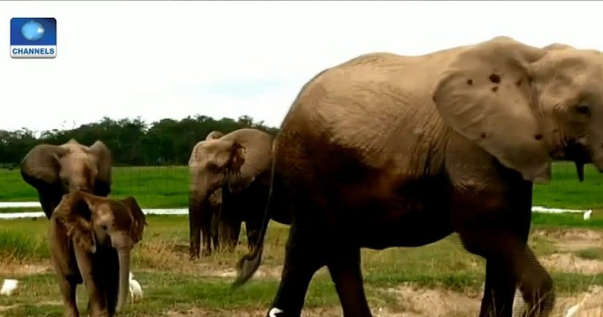 CTVEnvironment's tweet photo. Elephant Protection: Efforts Made To Help The Population. https://t.co/cRPZ1SAsKB https://t.co/a1CSTnOzu3