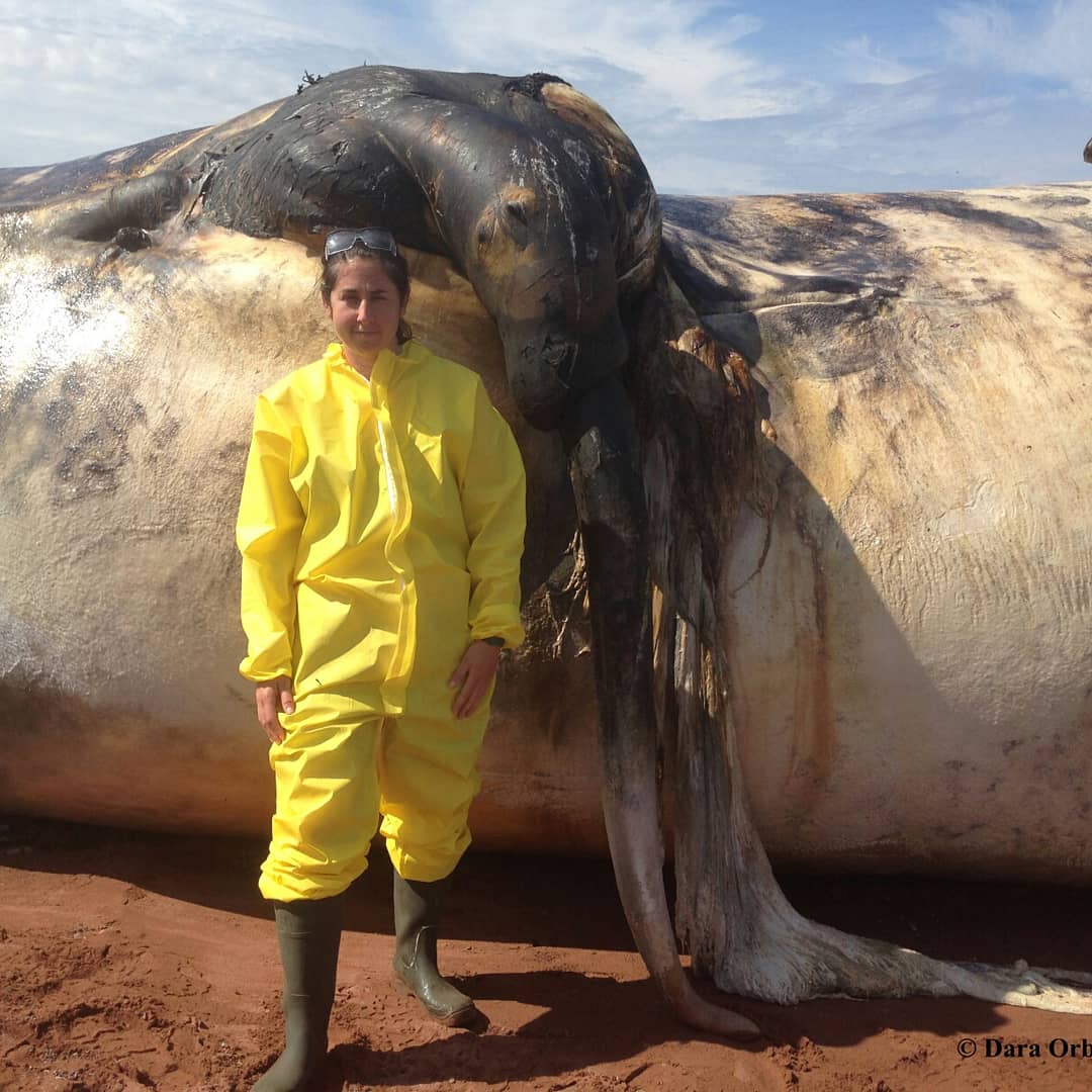 TXSeaGrant's tweet image. #GradStudentSpotlight Dara Orbach studies the diversity of #cetacean genitalia and the biomechanics of copulation. #whale #dolphin #scicomm #sciencetwitter #phdlife #science #womeninSTEM #ocean #nature #animals #sealife