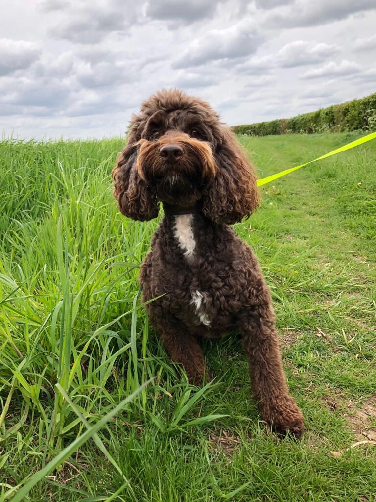 Varley_Charlie's tweet photo. #petsfandango who’s up for a dog competition? https://t.co/unO9LS5PQ8