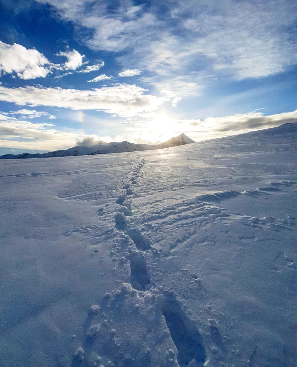 ricardrigall's tweet photo. Fressant camins a la neu aquesta tarda als plans de Camps Magres, a uns 2.400 metres d'altitud, entre Setcases i Mentet. #campsmagres #portellademorens #setcases #elripollès #mentet #elconflent #sensebici #snowshoeing #tardor2018 https://t.co/UuvHcbOrcv