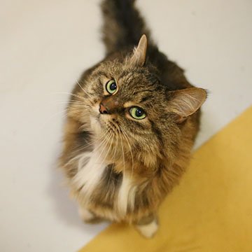 CalgaryHumane's tweet photo. Did you know that it's #adoptaseniorpetmonth? These loyal and loving pets are often calmer and more laid back than younger animals.
At 11 years old, Dallas is ready for a quiet environment to retire in. Learn more about Dallas on our website, https://t.co/PYPyp6DHkS https://t.co/5l3RdgIuwk
