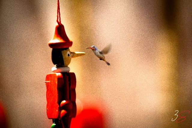 Pro_Ignorant's tweet photo. Pinocchio 🤥
.
.
.
.
.
.
.
#vimageoftheday #vimage #motionphotography #motionpic #cinemagraph #meemamsa #nikonphotography #photography #cartooncharacter #cartoon #instagood #birds #birdphotography #dubai #dubai🇦🇪 https://t.co/ypT1zYAl64