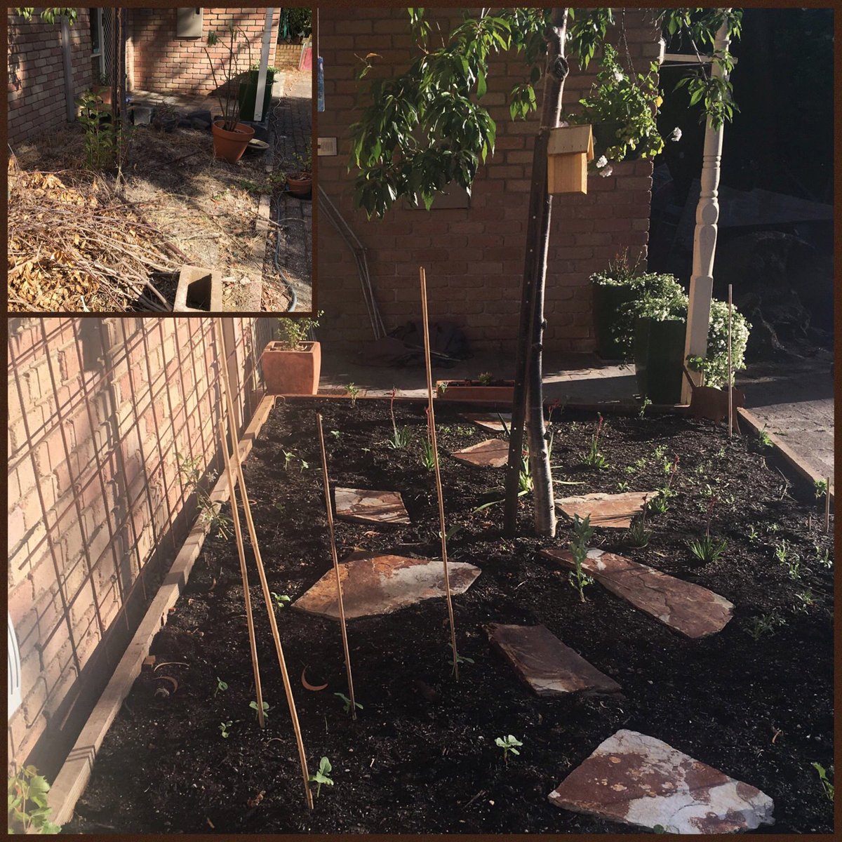 The front #garden bed looks #awesome especially when compared to it’s original state (see last pic) 
Mostly #annual #flowers but also has #grapevine #chinesStarJasmine and #kangarooPaw under the #weepingCherry with an #insectHouse
#greenThumb #gardening #iLoveMyGarden #eltham