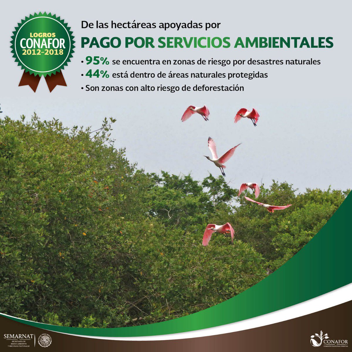 CONAFOR's tweet photo. Con el Pago por Servicios Ambientales los dueños y poseedores de #bosques han recibido un incentivo para cuidar la #biodiversidad y aprovecharla de manera sustentable. En este sexenio, la @CONAFOR ha apoyado la conservación de 2.4 millones de hectáreas. #LogrosCONAFOR https://t.co/ZWnofPl8MM