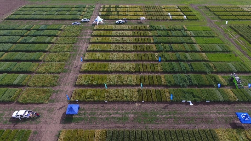 juanperezbrea's tweet photo. Día de campo INTA Bordenave. Gracias Federico Moreyra y equipo. 
 @INTABordenave @BASF_Agro_ARG @colo476 @ErnestoSakima https://t.co/8KSjYrX33i