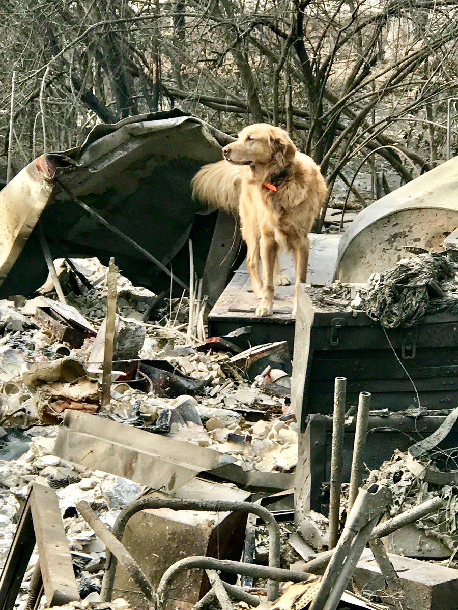 OCFireAuthority's tweet photo. Orange County Task Force personnel continue to work on this Thanksgiving holiday. Search and recovery is a tedious task, but rewarding to help families find closure. The #campfire is the deadliest fire ever in California.  As long as there are people missing, crews will search. https://t.co/BceSJFSaM7