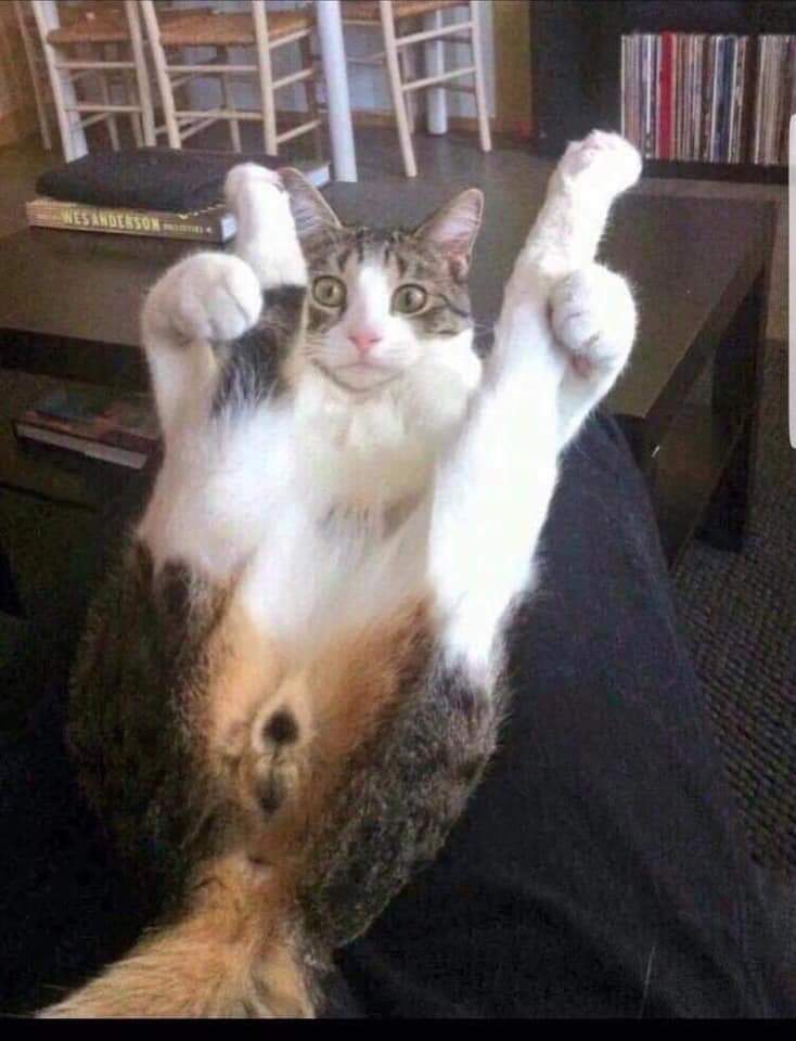 Кот соблазнитель. Чупа чупс для кошек. Котенок на женской груди. Девушка кошка. Рыжий кот прикол.