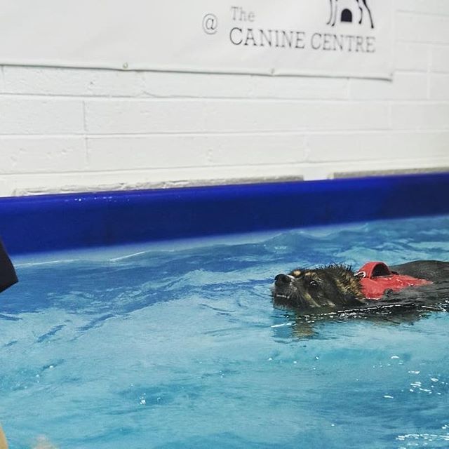 FANTASTIC watching Millie do so well on her weight loss journey! Get it girl! 💚💜 @Regran_ed from @caninehydrotherapy_dublin -  Go Millie! 🏊🏻
#caninehydro #caninehydrotherapy #doghydrotherapy #elkhoundsofinstagram #swimming #dublin #follow #ireland #e… ift.tt/2DAeUIR