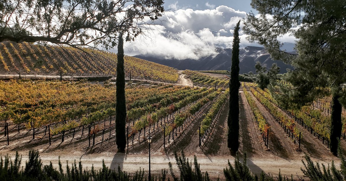 Cheers to you and yours for a peaceful and joyful holiday #fallvibes #happythanksgiving