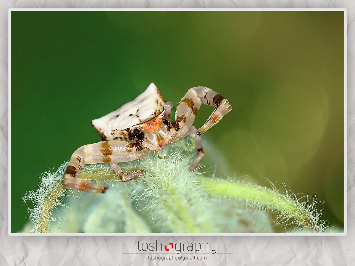 toshtiwari's tweet photo. Masked Crab Spider
Binomial Name : Thomisus Labefactus
Nikon D810
Nikon 200mm f/4 AF-D Macro
1/250 sec, f/8, ISO 125
Bhandup Pumping Station, Mumbai, MH, INDIA.
#Masked_Crab_Spider #Thomisus_Labefactus #Spider #Thomisidae #Thomisinae #Misumenini #Thomisus #Insect #nature https://t.co/J8eRG1XLT8