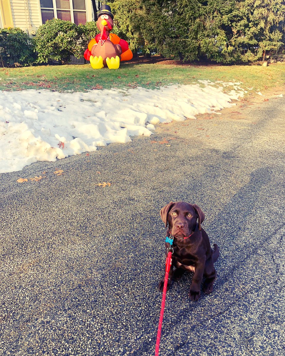 CappyLXC's tweet photo. Grateful for my Hounds, LXC family &amp; our newest addition Dot—who can’t wait for her walk tomorrow when her nemesis turkey is gone!  Happy Thanksgiving all!!! 🐾💙☘️🦃 @ACGreyhoundsWLX @LXCGirls @LXC_CENTRAL https://t.co/jY1wdBtrzE