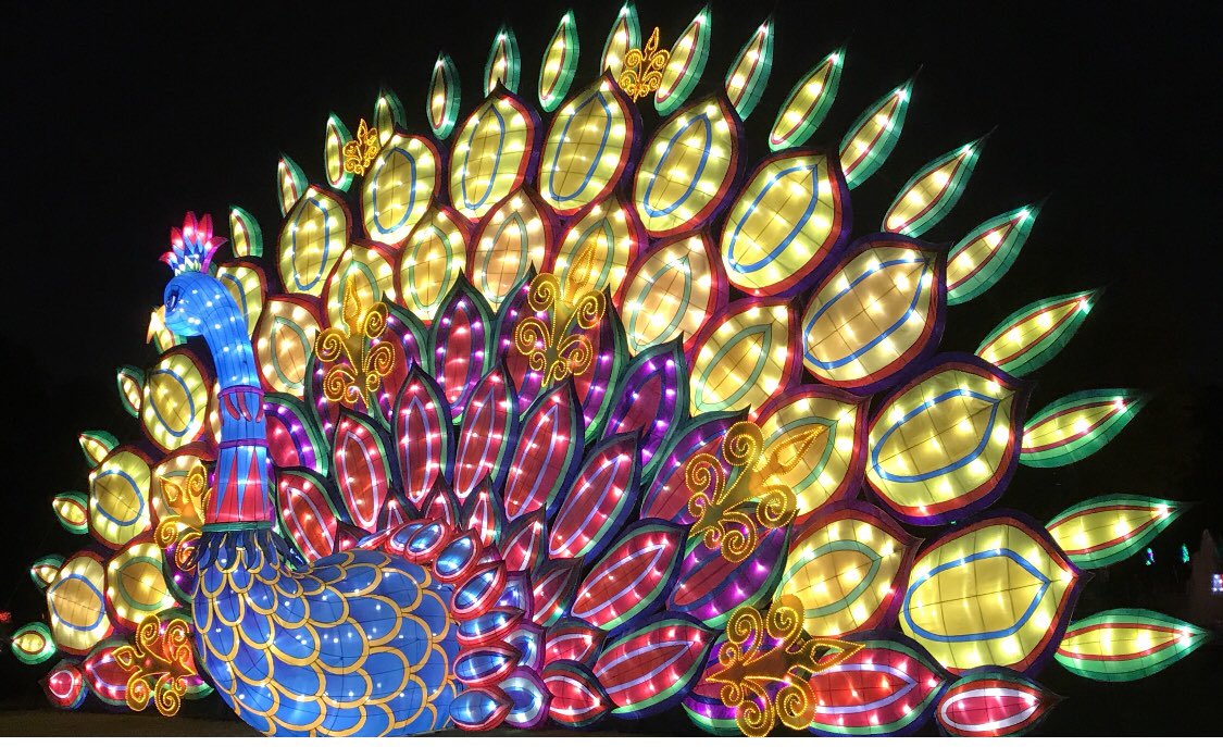 MarkHafemanArt's tweet photo. #happythanksgivng #turkey #peacock #blessing #thankful #grateful #kindness #family #markhafeman #light #love https://t.co/wthTYrozFp