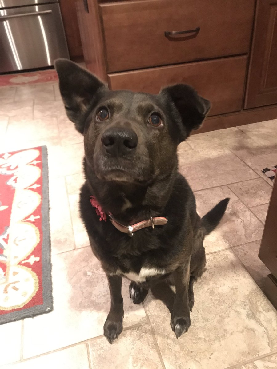 catelisescales's tweet photo. #DogThanking @Purina https://t.co/lK8AvV4glo
