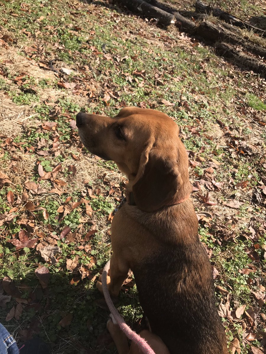 mac111514's tweet photo. @Purina  #DogThanking  love my baby girl https://t.co/lTrdNswyRr