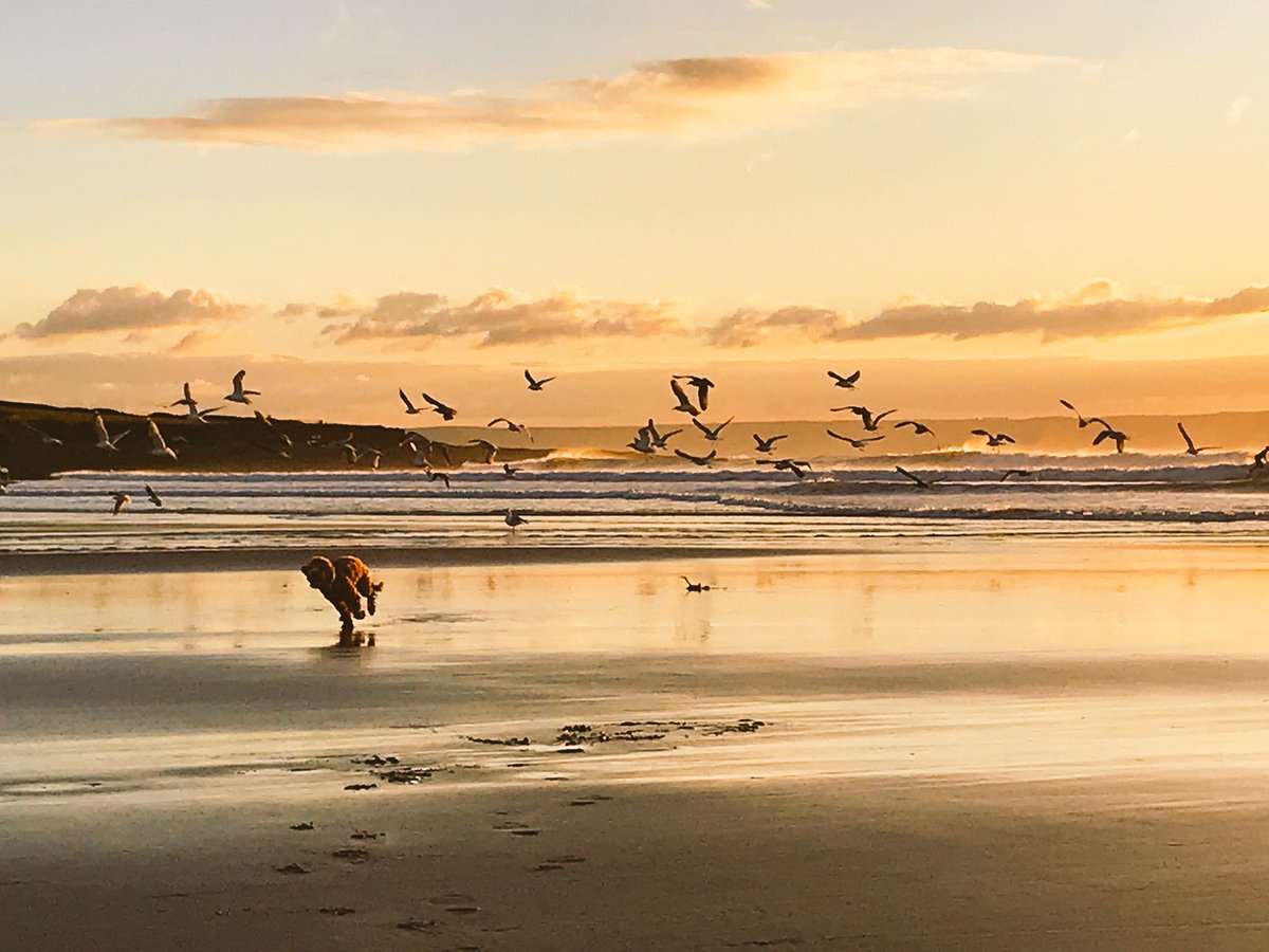 parker_chops's tweet photo. Just running, bird chasing, sun setting, ball chasing.... HOLIDAYS with da folks 😁😎🎾 #cockapoo #cockapoolife #cutedogs #puppylove #lovecockapoo #mansbestfriend #womansbestfriend #fluffies #happy #cockapoolife #dogsoftwitter #dogsofinstagram #fluffsociety #dog #croydebeach https://t.co/2JAIoJkjMZ