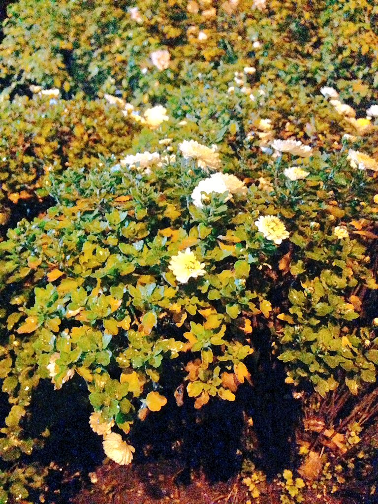 PicturesOfLife2's tweet photo. #flowers #autumn #leaves #nightlinght #PhotoDeveloping #photoshoot #photooftheday #photographers #amazing #niceshot #lovingpics #Colorful https://t.co/Pcql6u81v9