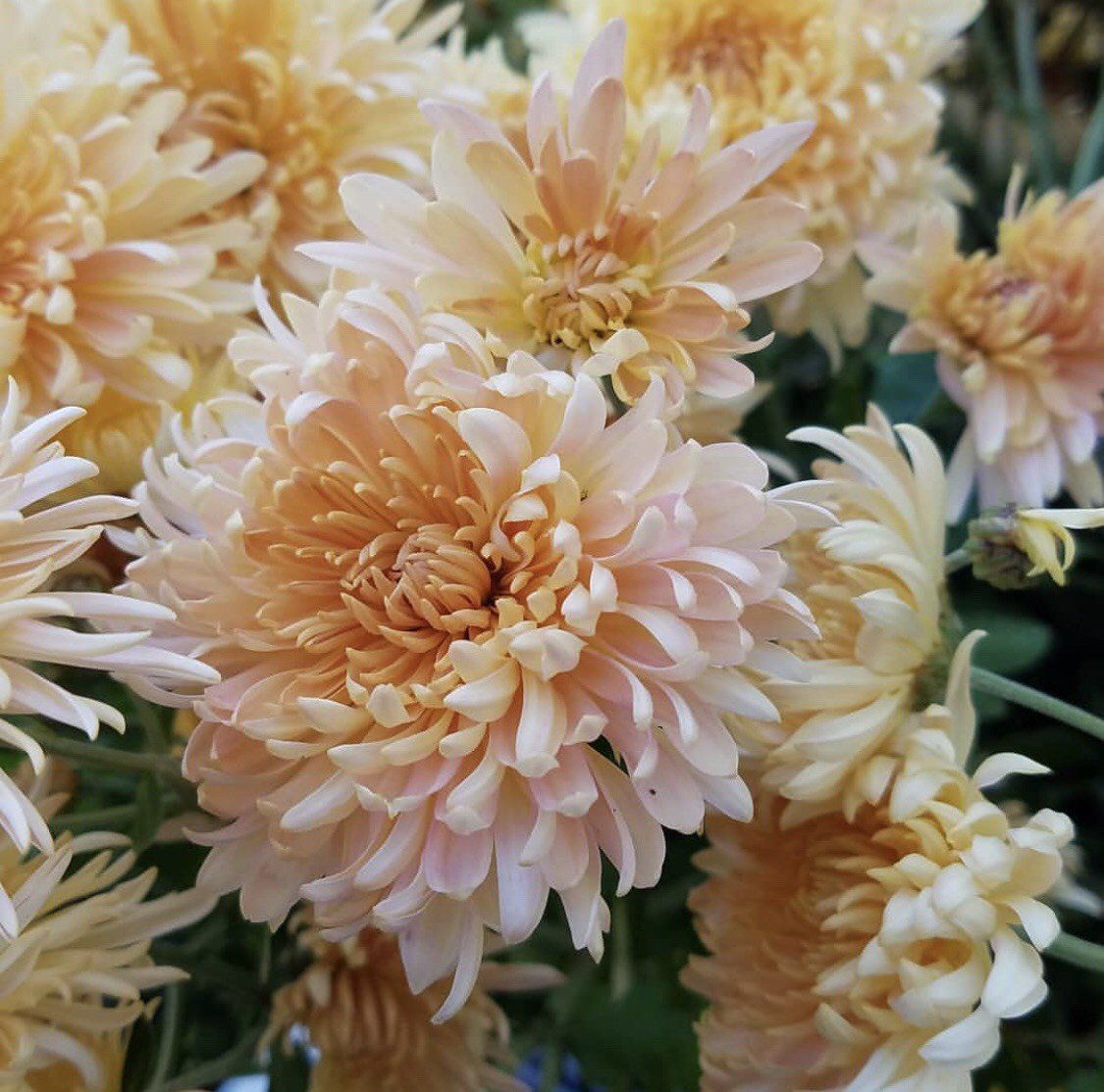 RT “AmericanGrownFlowers <a href="/americasflowers/">AmericanGrownFlowers</a>
Mums the word!  Actually gorgeous is the word because these mums are GORG!  #AmericanGrown #CertifiedAmericanGrown : <a href="/flowerpeddler/">Mary Burns</a>” buff.ly/i5M57S
<a href="/parties_bloom/">Parties in Bloom</a> #parties #bridalshower #florist