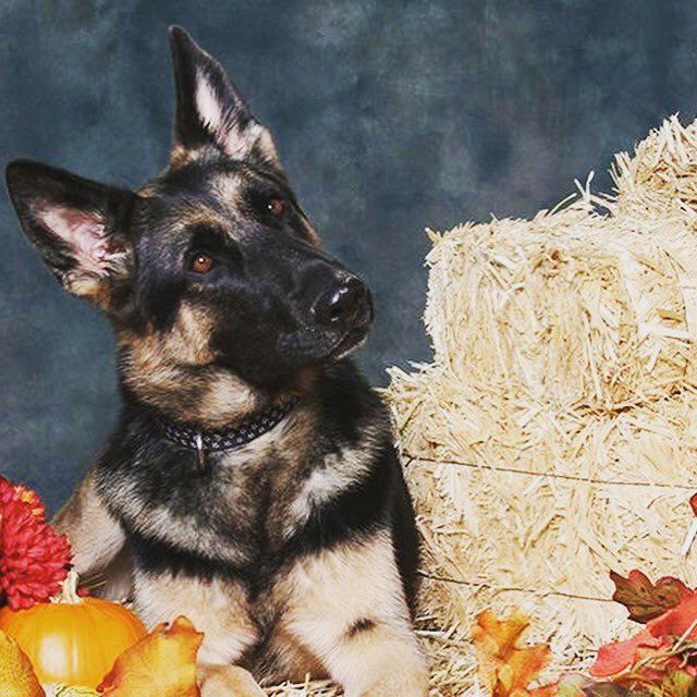 Happy Thanksgiving from all of us here at Alabama Canine. We hope you have a wonderful day with friends, family and of course all your furry friends