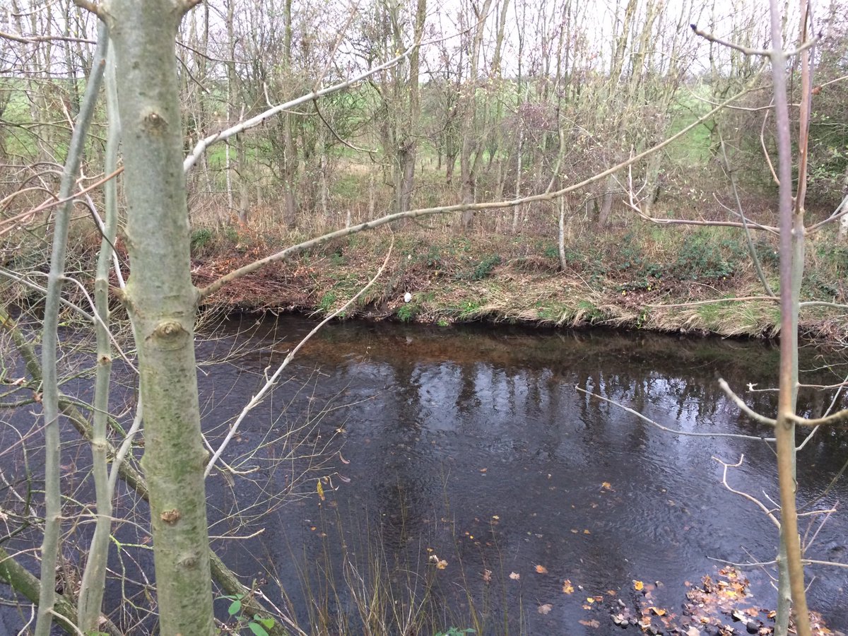 TM_WRT's tweet photo. The drop in temperature overnight has tempted salmon into spawning action today on the Wyre. @gnut62 and I watched these fish spawning for 20 minutes as we collected ChemCatchers as part of our safeguard zone investigation. #FishSci #Salar https://t.co/2yX2WqYwDV