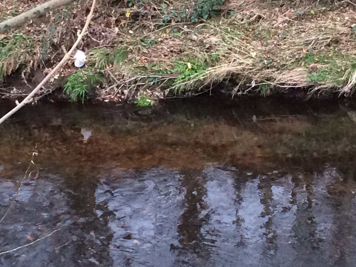TM_WRT's tweet photo. The drop in temperature overnight has tempted salmon into spawning action today on the Wyre. @gnut62 and I watched these fish spawning for 20 minutes as we collected ChemCatchers as part of our safeguard zone investigation. #FishSci #Salar https://t.co/2yX2WqYwDV