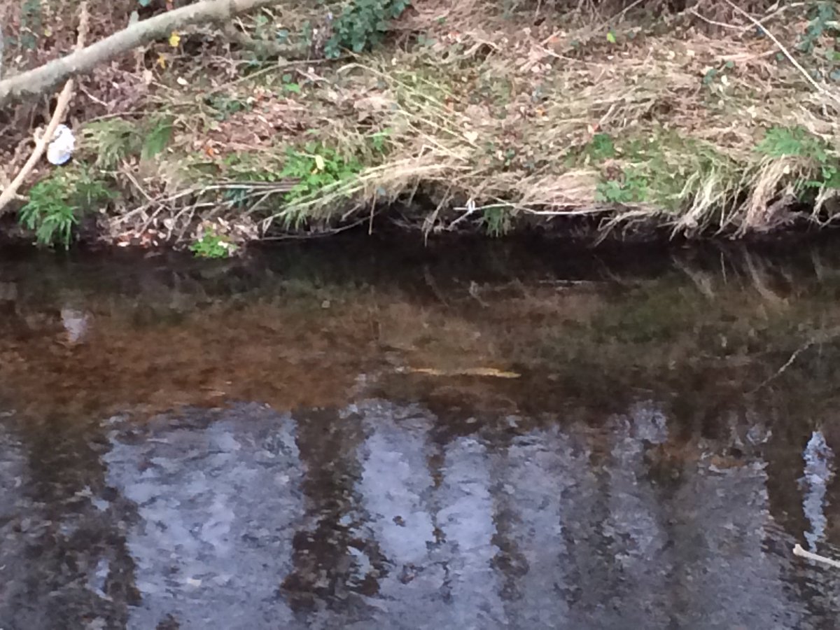 TM_WRT's tweet photo. The drop in temperature overnight has tempted salmon into spawning action today on the Wyre. @gnut62 and I watched these fish spawning for 20 minutes as we collected ChemCatchers as part of our safeguard zone investigation. #FishSci #Salar https://t.co/2yX2WqYwDV