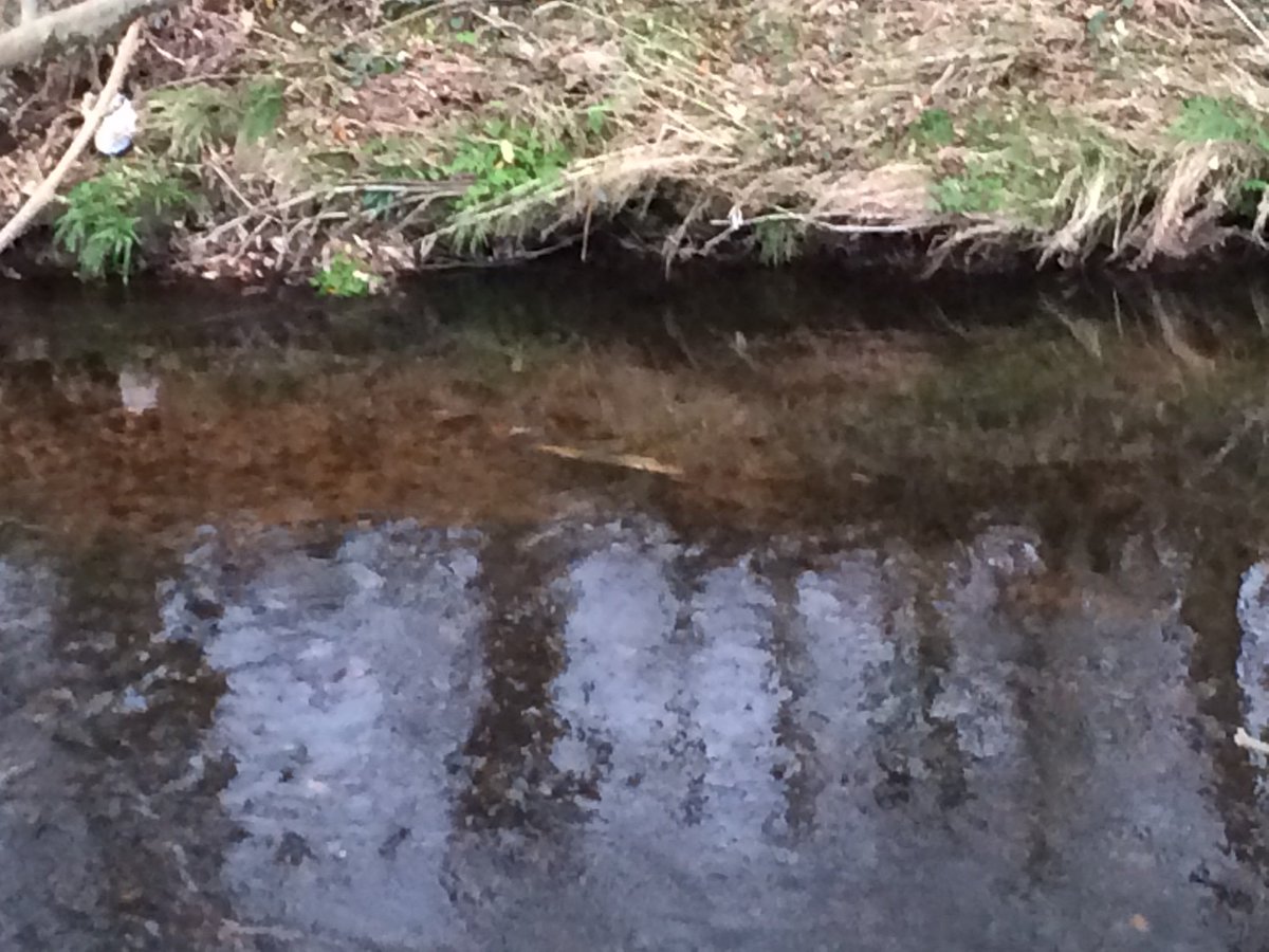 TM_WRT's tweet photo. The drop in temperature overnight has tempted salmon into spawning action today on the Wyre. @gnut62 and I watched these fish spawning for 20 minutes as we collected ChemCatchers as part of our safeguard zone investigation. #FishSci #Salar https://t.co/2yX2WqYwDV