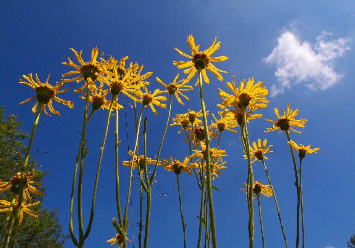 Meld je aan bij de LinkedIn-groep Life Drents-Friese Wold en blijf op de hoogte van de voortgang van dit omvangrijke Europese natuurproject.
linkedin.com/groups/1340052…