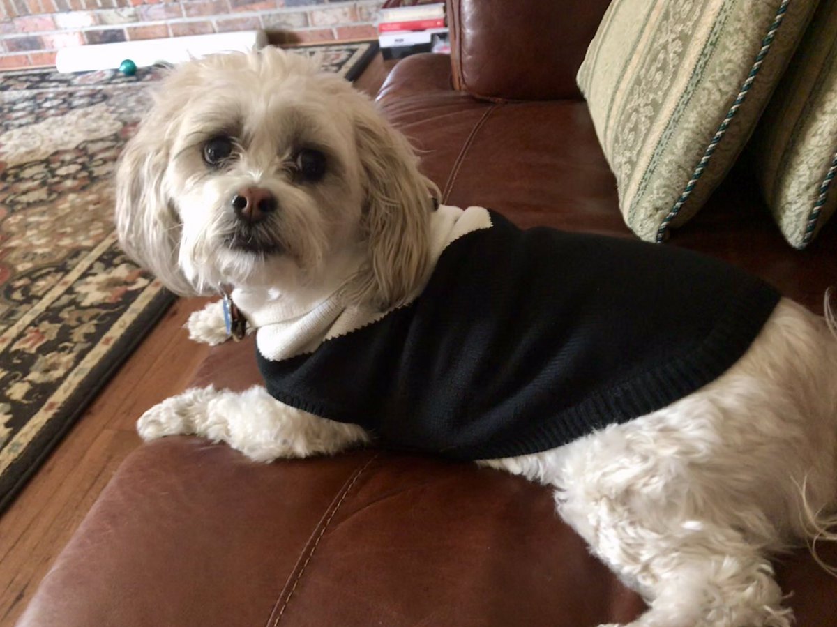 LesPahl's tweet photo. Thankful for my best friend! @purina #DogThanking #HappyThanksgiving⁠ ⁠ https://t.co/BBqchv0SMx