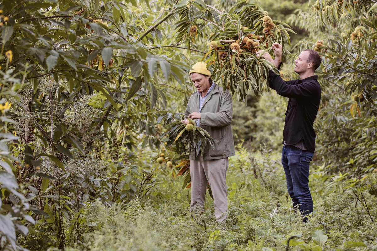 Can’t forget about this magical place in Denmark foraging Japanese chestnuts a couple of months ago. 
#Chestnuts #JapaneseChestnuts #Biodynamic #BiodynamicFarm #Nature #Colourful #Beautiful