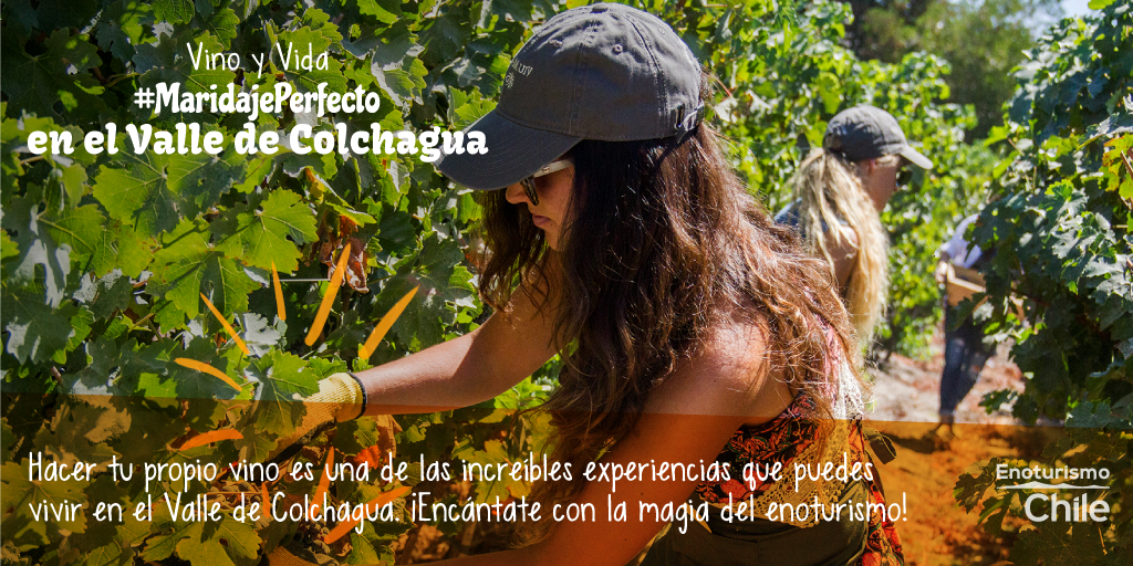 Enoturismo Chile tweet media