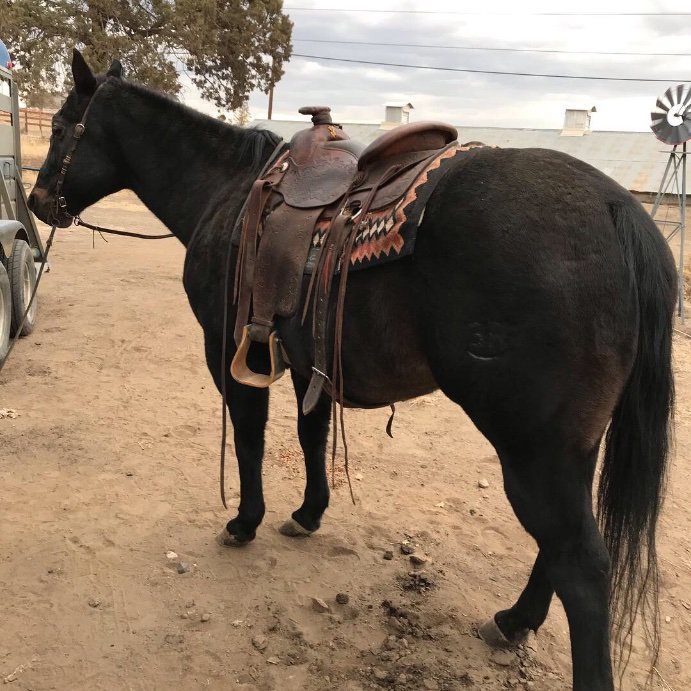 MetcalfPhil's tweet photo. Boozer Head and heel horse $6500 https://t.co/qTx7uWW6zh