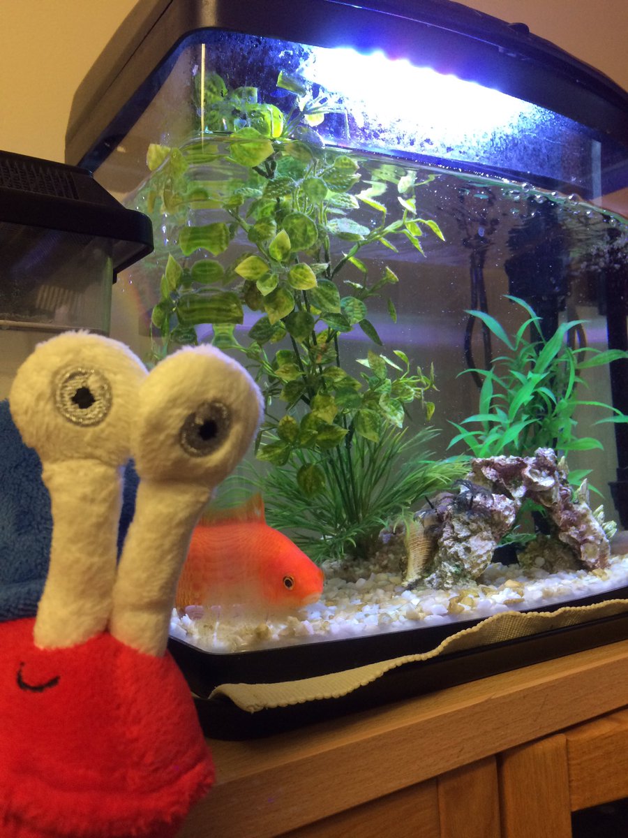 Let S Go Escargot Letsgoescargot Twitter