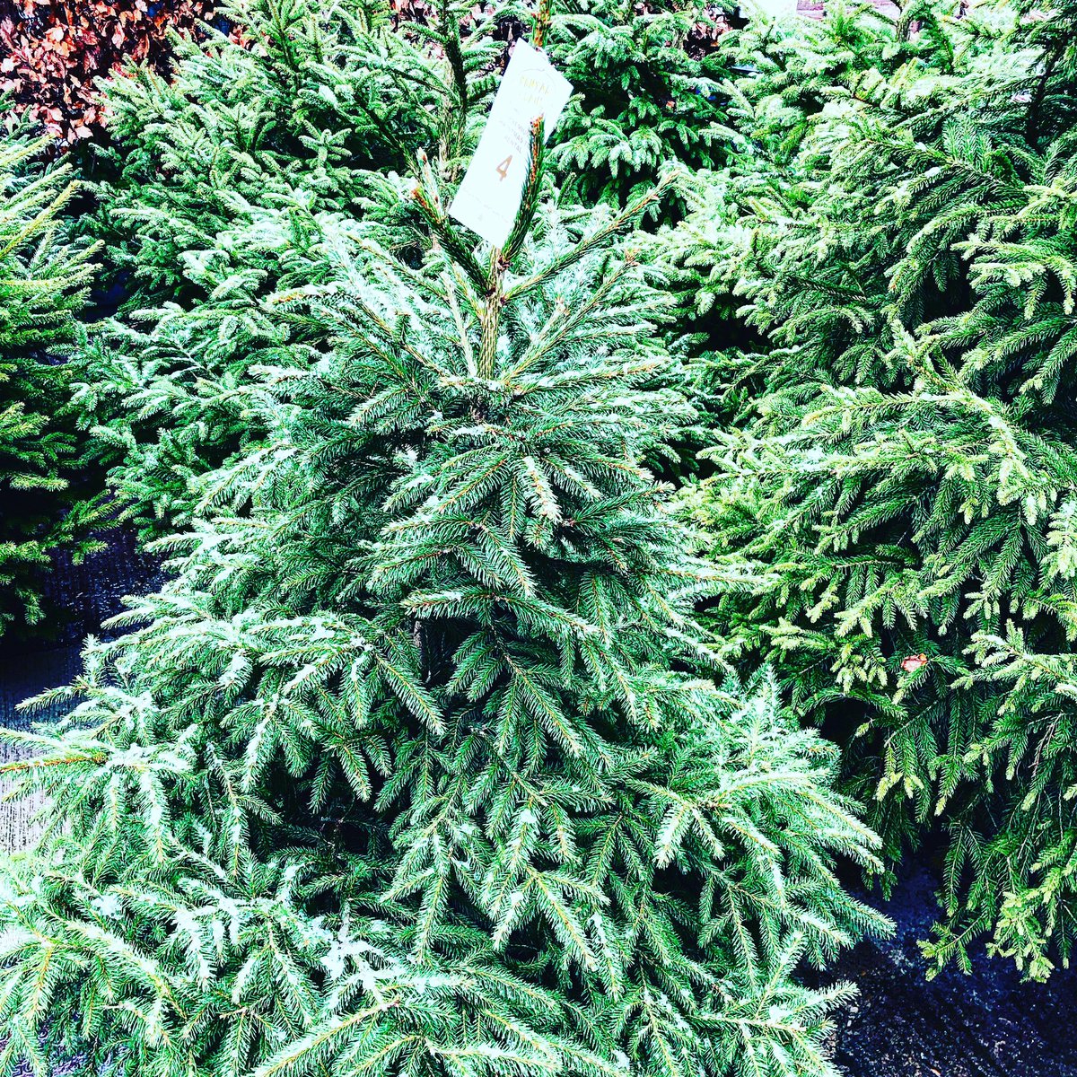 We are getting ready to open this weekend, we have cut trees potted trees and Rental trees #KeepItLocal #KeepItLocalThisChristmas #Stroud #Gloucestershire #Cotswolds