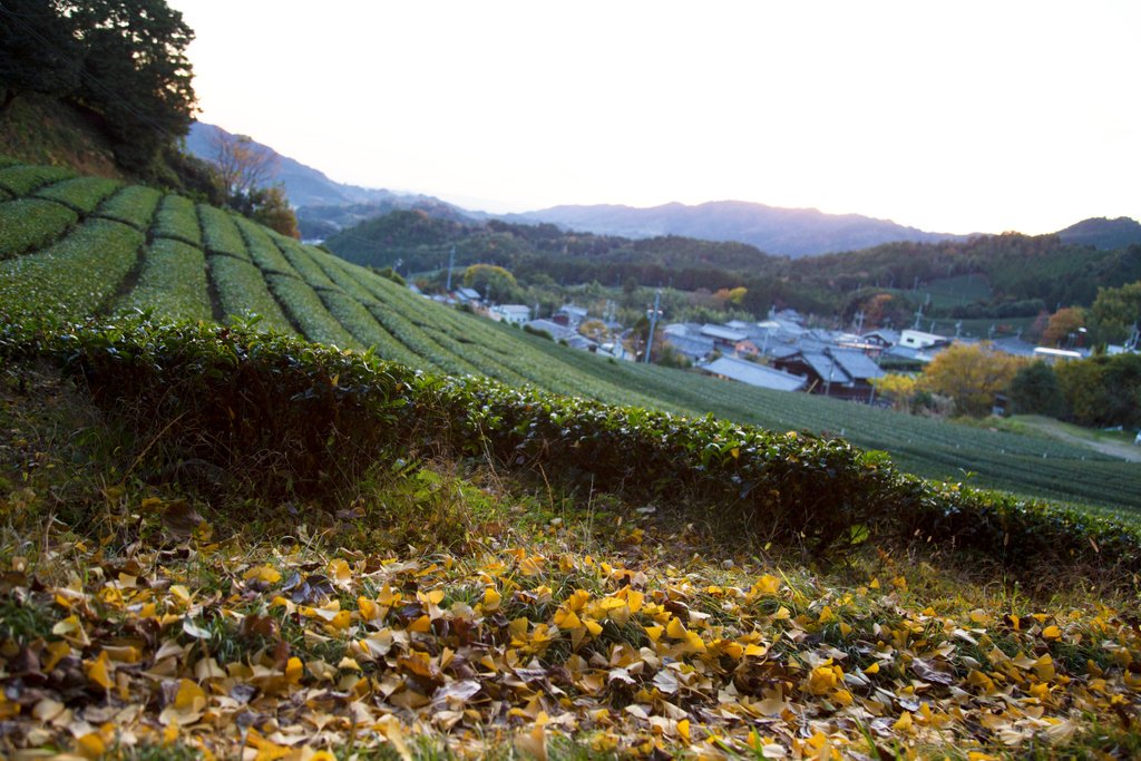 EnchaMatcha's tweet image. We are thankful for the earth and for life, what are you thankful for today? 🙏 #ThankfulThursday