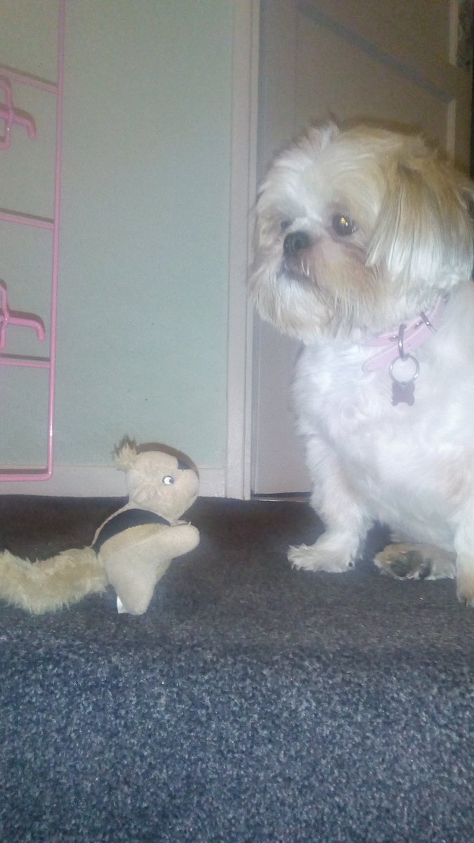 natalievaness15's tweet photo. Tryin to ignore Baby Squizza 😒 Hez playin up bigtime n windin me rite up 😠 #SquadProblems 🤷 https://t.co/JyHYRNzxYc