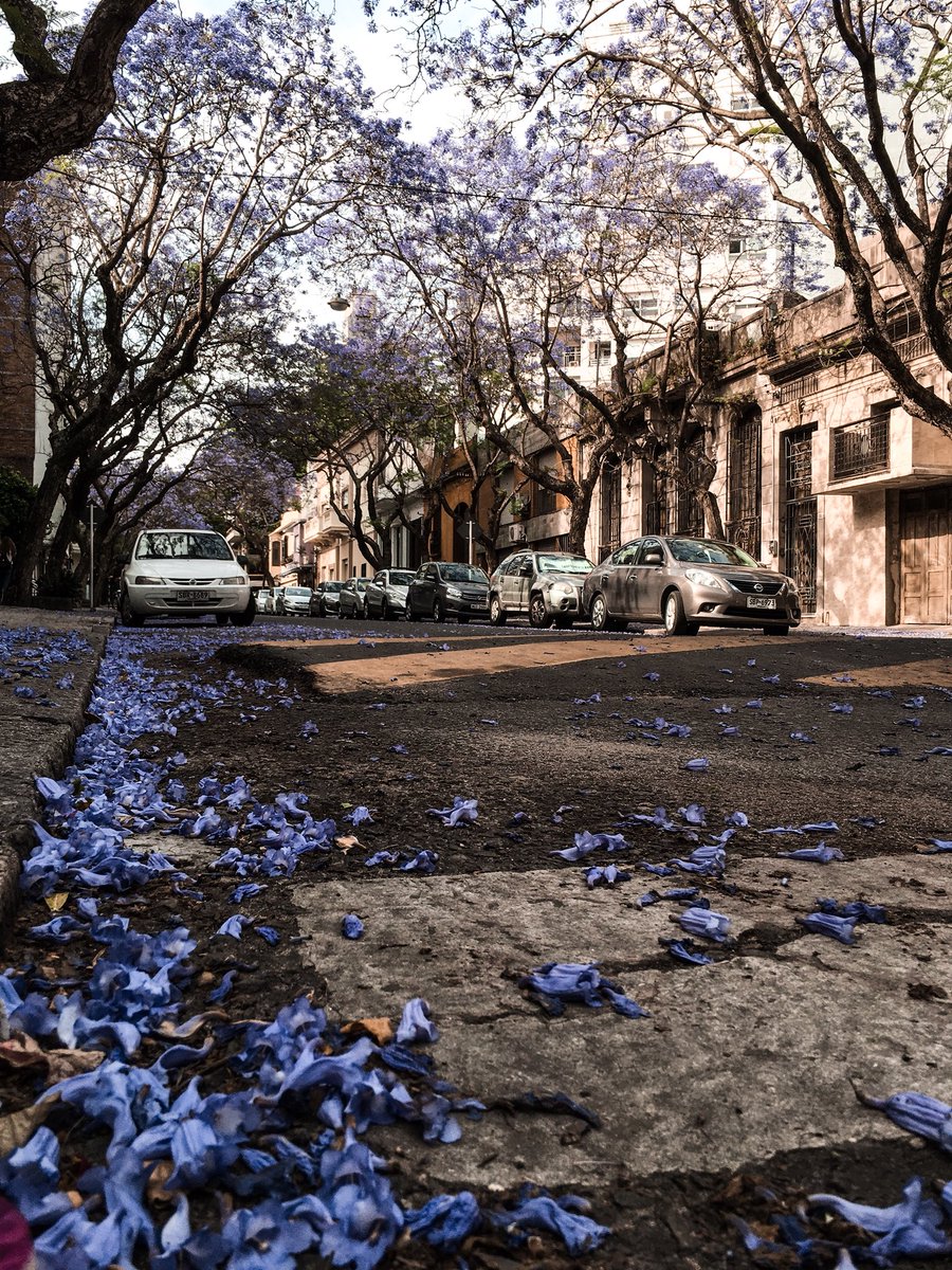 AugusttoMoreira's tweet photo. Fui al super y me termine volviendo con un hermoso Juan Paullier https://t.co/xUHZbTGFjI