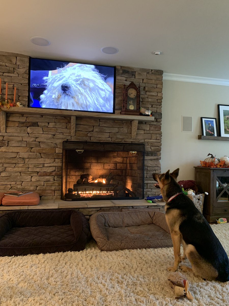 mbundy's tweet photo. Max watching the dog show on Thanksgiving/happy Thanksgiving! https://t.co/MXJNcaiIFK