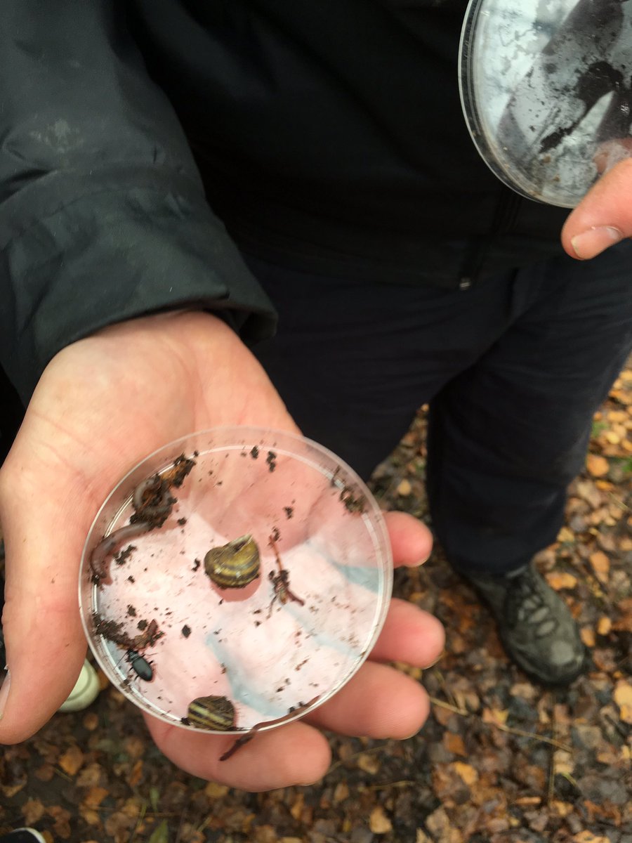 Moreton year 7 challenge themselves on a big hunt. Like in the Australian jungle dare they suck them into a pooter ? They found beetles, worms, snails, ants, spiders, slugs and wood lice#johnmuiraward
<a href="/AldersleyHighSc/">AldersleyHighSchool</a> 
<a href="/MoretonForest/">Moreton Forest</a> 
<a href="/MissCJRoss/">Miss Ross</a>