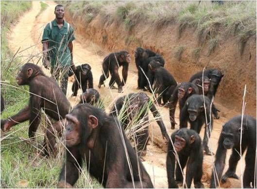¿Conoces a Kudia, Kauka, Anzac, Lemba, Hiila y Cheempo? Son chimpancés con pasados trágicos, pero que tienen una segunda oportunidad gracias a todos vosotros/as. ¿Quieres ser su chimpamig@? 😊🐵 ¡Ayúdanos a seguir salvando vidas!  buff.ly/2DW25cK