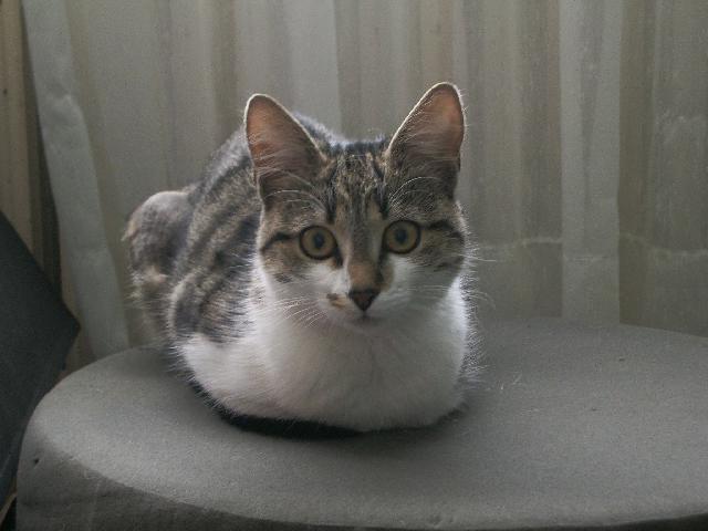 Alerte Animaux Perdu On Twitter Perdu Chat Gris Et