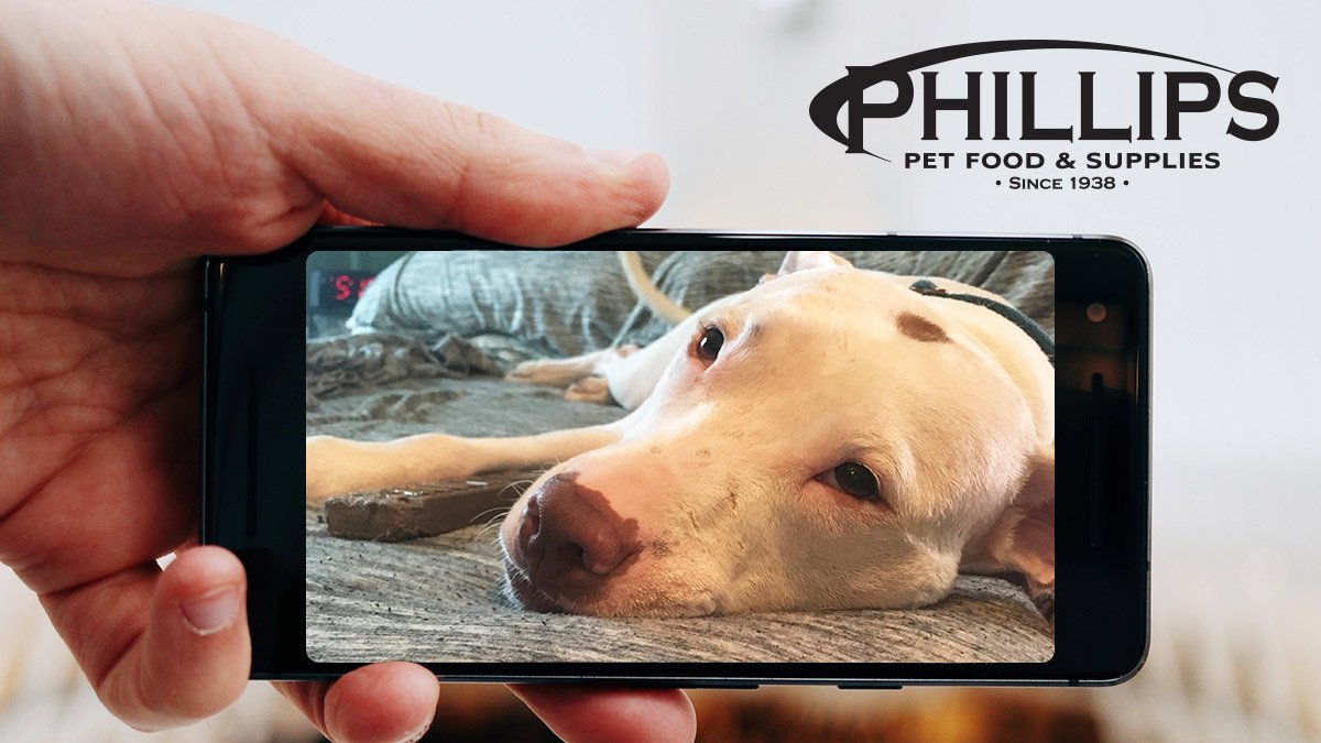 Phillips Pet Food & Supplies (@PhillipsPetFood) | Twitter