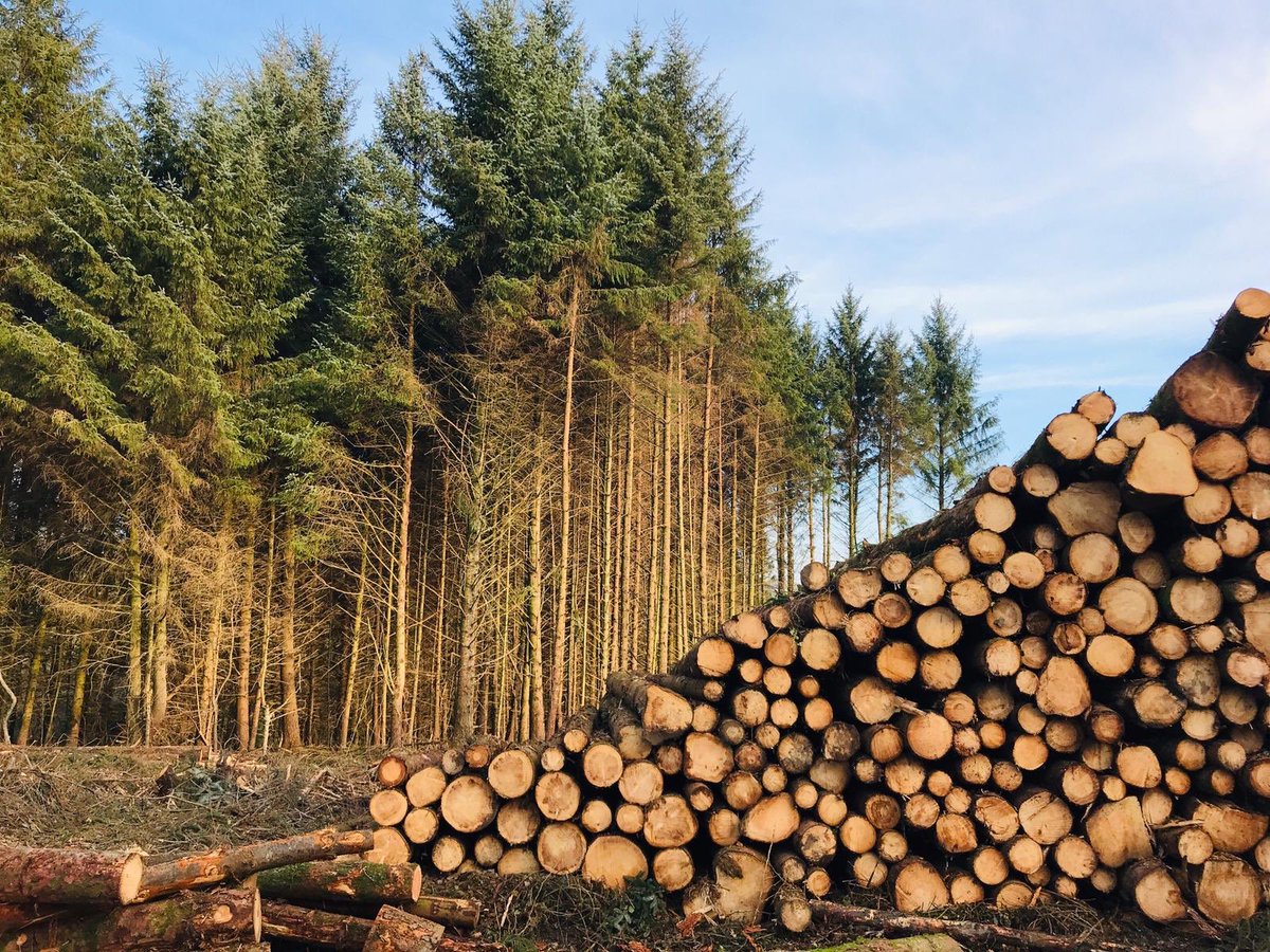 OwenandOwenUK's tweet photo. Timber harvesting proceeding well at one of our managed Rural Estates this week. Works tendered &amp; supervised for us by @HWForestryLtd 
Looking good and soon will be being prepared for replanting. #woodlandmanagement #estatemanagement https://t.co/EQTKtdg92N
