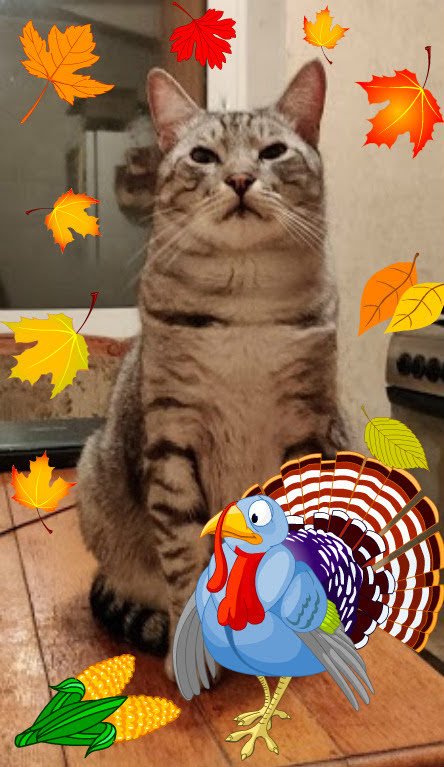 <a href="/dashingzola/">Dashingzola</a> Dear adorable gorgeous Zola, we're so happy to see you!
Happy Thanksgiving! 
Can't wait to see your new pictures😻🐈🐾😍😸🌺