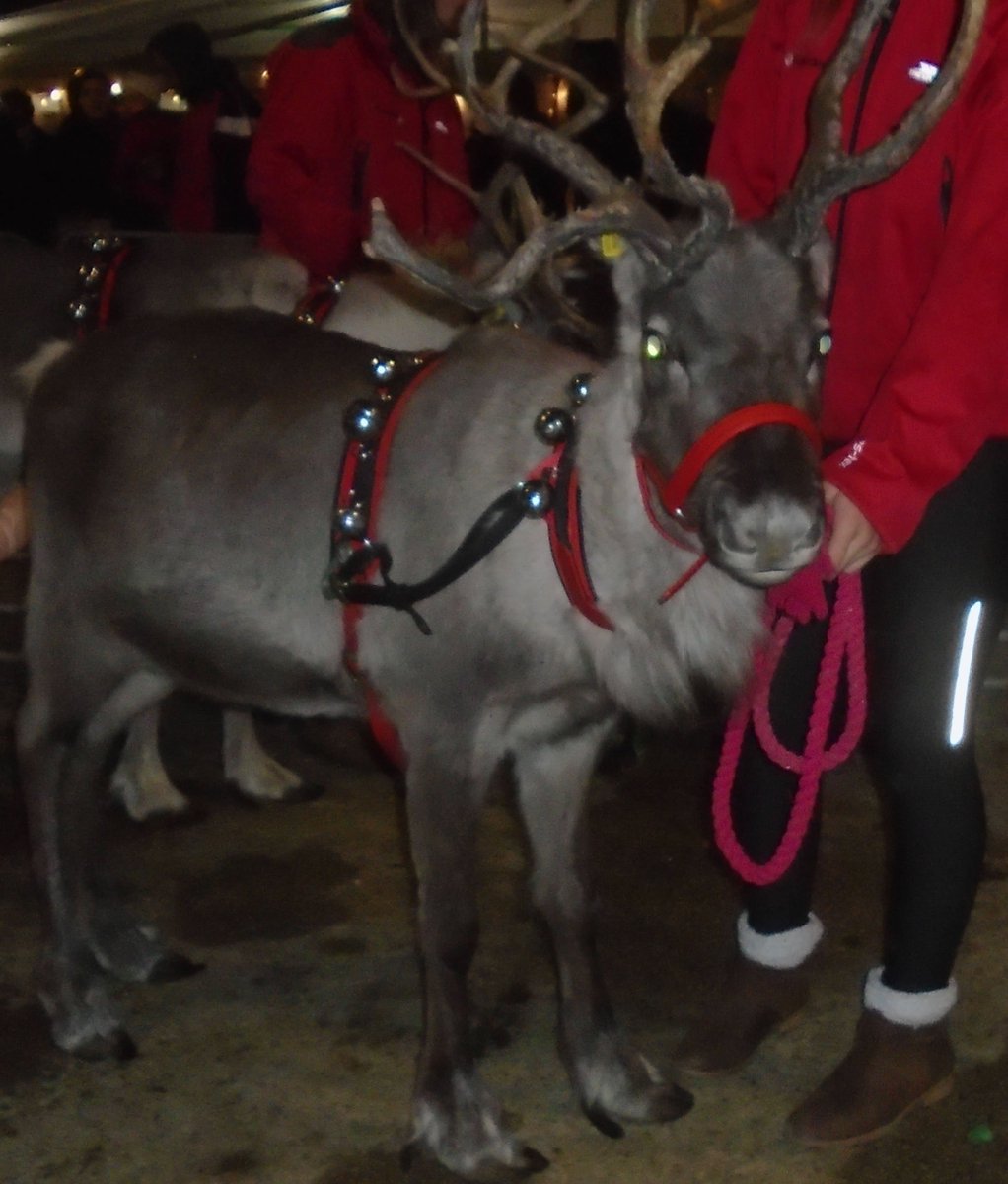 Simply_Belfast's tweet photo. GREAT NEWS SANTA IS IN EAST BELFAST! CS Lewis Square #cslsquare festivities saw Santa and his Reindeers dropping in before his big day! Merry Christmas! @belfastcc @EastSidePship @naomi_long @GRobinsonDUP #Belfast #Christmasgifts https://t.co/mFgjKEV27S
