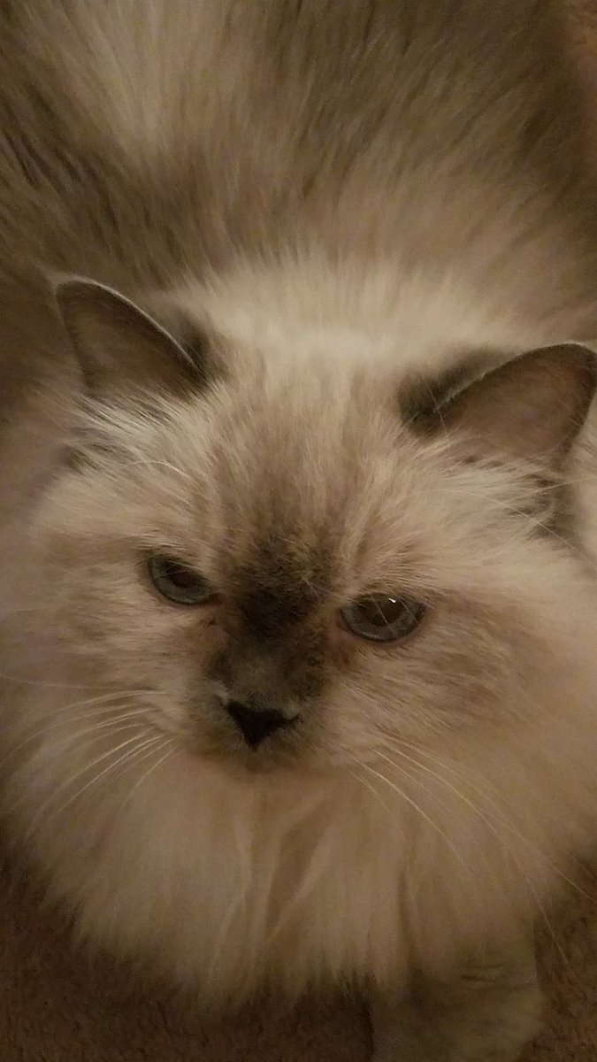 MaizeyCat's tweet photo. Enjoy your turkey my furfriends ! #Catsoftwitter #thanksgiving https://t.co/H8bK4nXMTY