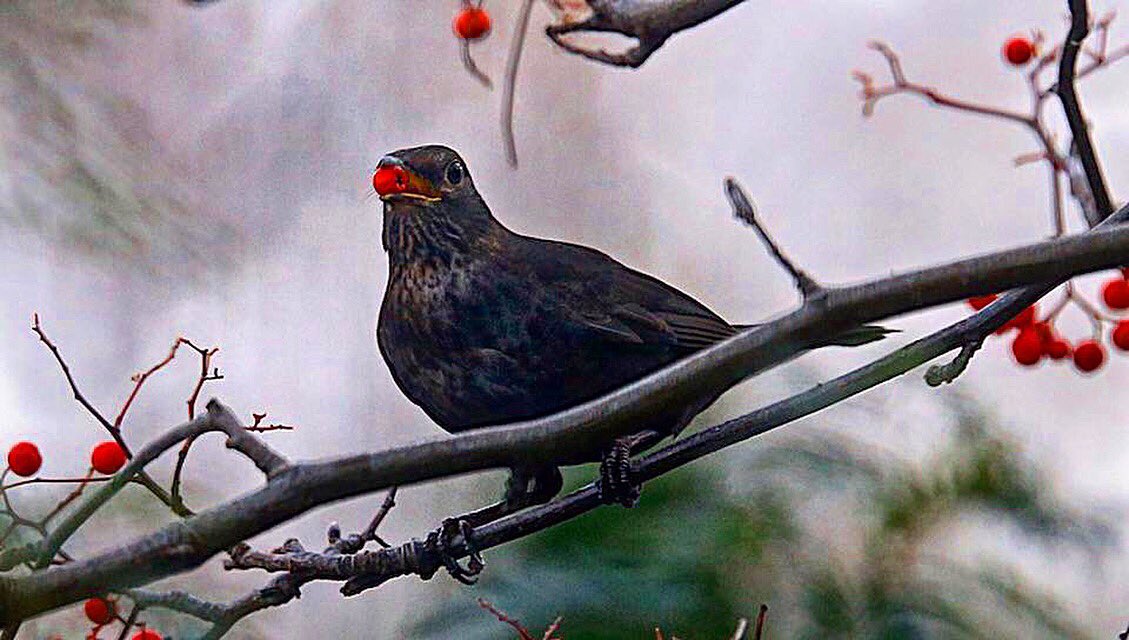 #bird #birdphotography #birdphotographer #ribster13 #winterberries #blackbird #feelgoodphoto #redberry #birdlife #birdshots #wildlife #wildlifephotographer #wildlife_shots #wildlife_vision #instabird #ig_birdwatchers #birdwatchers #birdwatchers_daily #winterfood #bird_brilliance