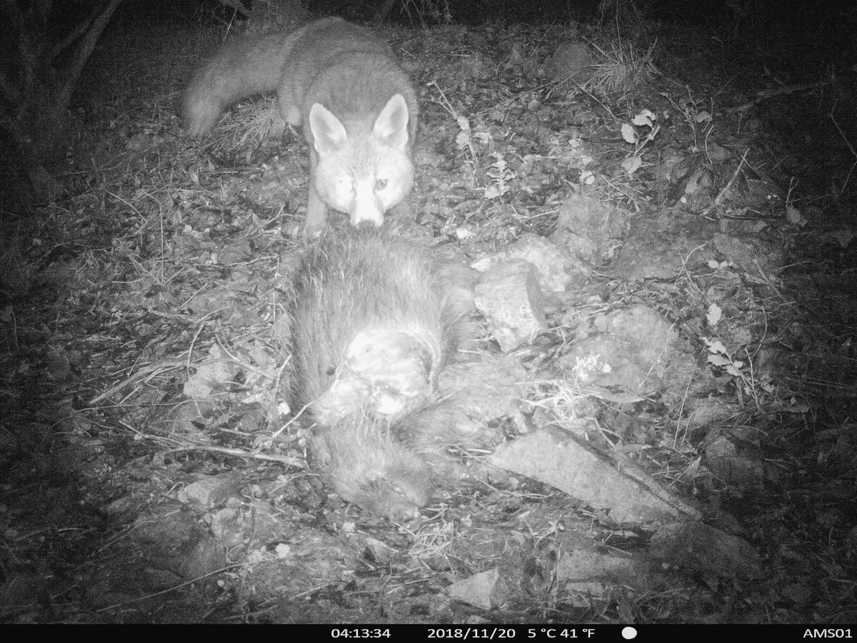 CensoLobo's tweet photo. Cuando esperas al #lobo y es maese #zorro el que aparece... 
When you’re waiting for the #wolf and it’s master #fox #masterfox who appears ... 
#canislupus #canislupussignatus #vulpesvulpes #susscrofa

Foto © @CensoLobo @nanoesco @Angel_M_Sanchez https://t.co/PlioFXhaZ5