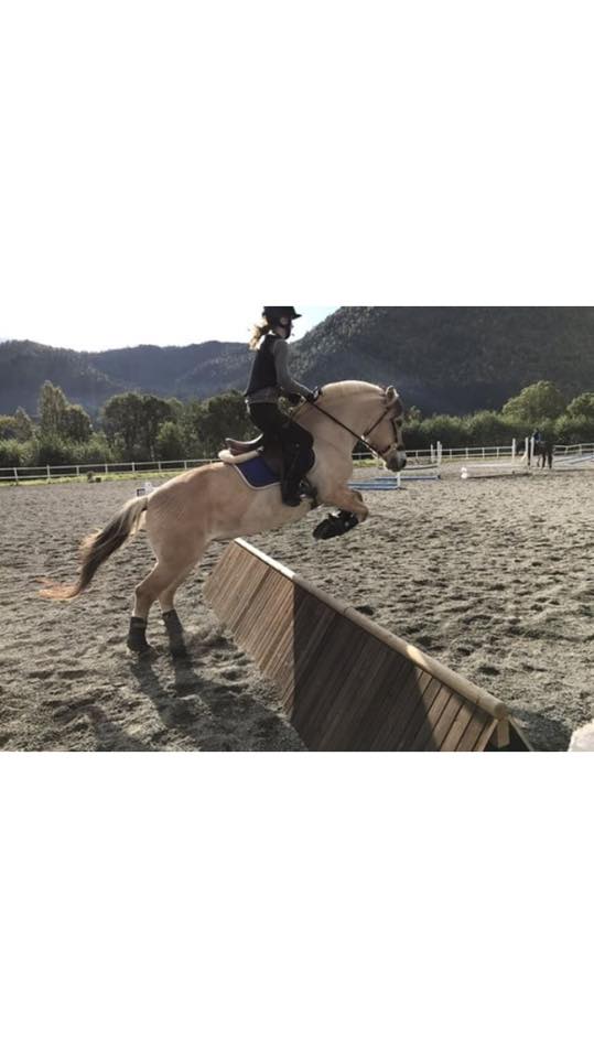 daybreak91's tweet photo. After Linndi got injured during a show jumping training in May, it's now clear she can never be jumped again. I'm so sad we'll never jump again, but I'm happy with riding her in dressage again. Picture from September 2017 and cross country training. https://t.co/fJbWuZOxJm