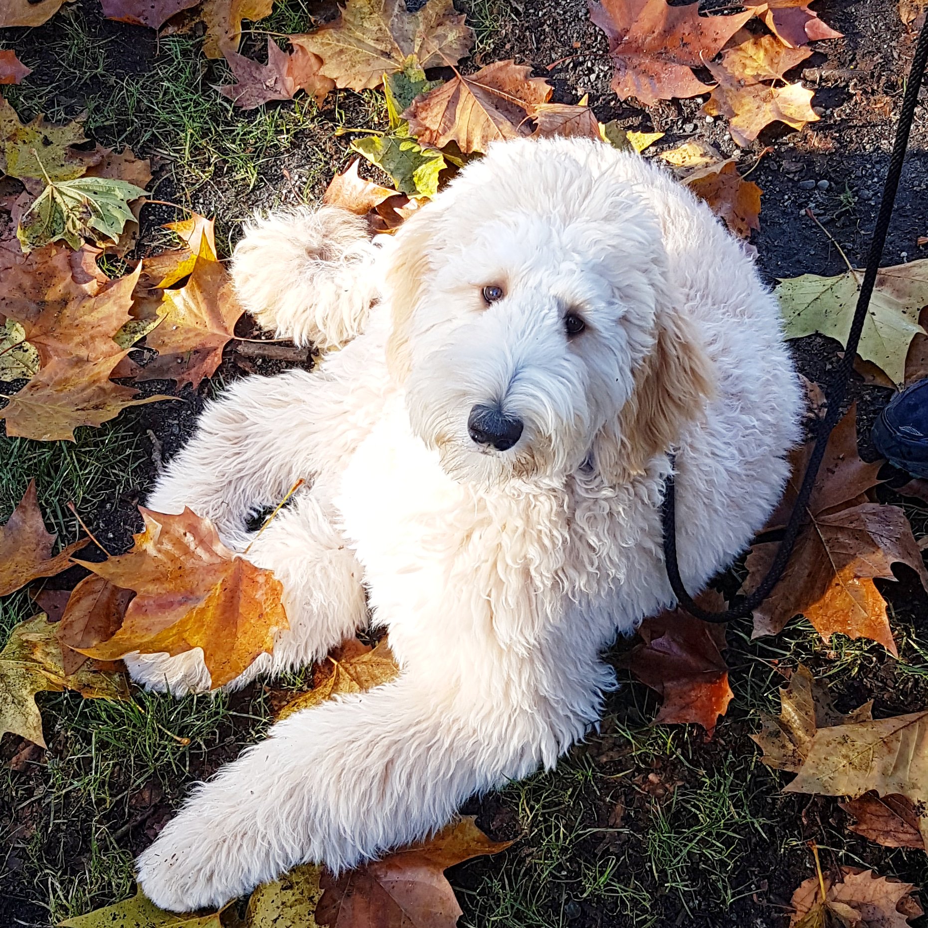 Calming k9 dog training 2025